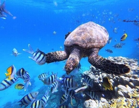 Abu Dabbab Snorkeling Tour Swim with Turtles & Dugongs