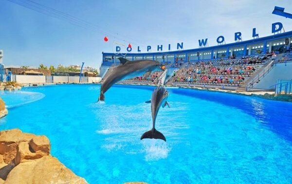 Dolphins playing and splashing water during a Hurghada show